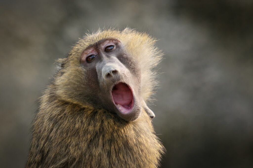 Surprised Monkey by Bobby McLeod