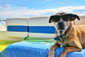 Cool Dog photo by Josh Rakower